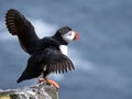 Puffin on the rocks at latrabjarg Iceland on a sunny day