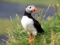 Puffin on the rocks at latrabjarg Iceland on a sunny day