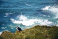 Puffin on the rocks at latrabjarg, the westernmost point in Iceland, on a sunny day. Blue, wavy ocean in the background.