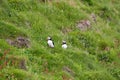 Puffin on a rocky slope on the Vestmannaeyjar- Westman Islands-Iceland Royalty Free Stock Photo