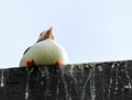 Puffin on a roof Royalty Free Stock Photo