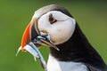 Puffin with Sand Eels