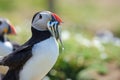 Puffin with sand eels Royalty Free Stock Photo