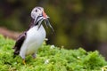Puffin with sand eels Royalty Free Stock Photo