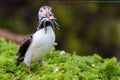 Puffin with sand eels Royalty Free Stock Photo
