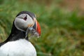 Puffin with sandeel fish in its mouth in Iceland Royalty Free Stock Photo