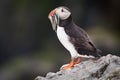 Puffin with Sandeels Royalty Free Stock Photo