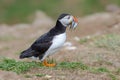 Puffin with sandeels