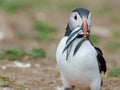 Puffin with sandeels