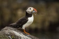 Puffin with Sandeels Royalty Free Stock Photo