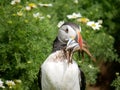 Puffin with Sandeels on Skomer Island, Pembrokeshire, South Wales