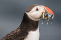 Puffin Royalty Free Stock Photo