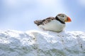 A puffin sat on a wall Royalty Free Stock Photo