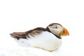 A puffin sat on a wall Royalty Free Stock Photo