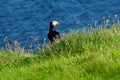 Puffin sea green grass Staffa