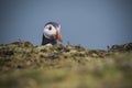 Puffin peeking over ridge on island of Skomer