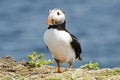 Puffin seabird resting on a cliff