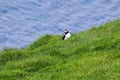 A puffin is seatting in the gras of the shore on the Vestmannar Island of Heimaey