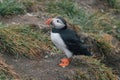 Puffin with side profile view, emerging from its burrow in Iceland Royalty Free Stock Photo