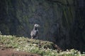 Puffin standing on a cliff top Royalty Free Stock Photo