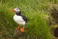 Puffin standing in grassy area. Icelandic bird life with bright colours and contrasting beak.