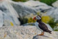 A puffin standing a rock Royalty Free Stock Photo