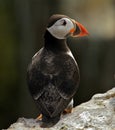 Puffin standing on a rock with back view Royalty Free Stock Photo