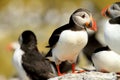 Puffin standing on a rock Royalty Free Stock Photo