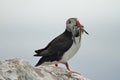 Puffin standing on a rock with mouth full of sand eels Royalty Free Stock Photo