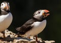 A Puffin standing in rock with open mouth Royalty Free Stock Photo