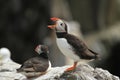 Puffin standing on a rock with open mouth Royalty Free Stock Photo