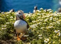 A Puffin strolls through the daisies on Skomer Island breeding ground for Atlantic Puffins