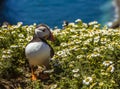 A Puffin strolls through the daisies on the way back to his burrow on Skomer Island breeding ground for Atlantic Puffins Royalty Free Stock Photo