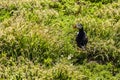 A Puffin strolls through the grass Skomer Island, Wales