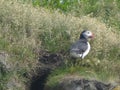 Puffin TjÃÂ¶rneshreppur Iceland