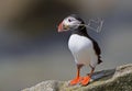 Puffin with a twig Royalty Free Stock Photo