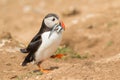 Puffin walking with sandeels in its mouth Royalty Free Stock Photo