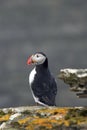 Puffin on Westray, Orkney Isles, Scotland