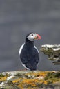 Puffin on Westray, Orkney Isles, Scotland