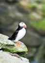 Puffin; Westray, Orkney Royalty Free Stock Photo