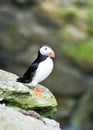 Puffin; Westray, Orkney