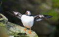 Puffin; Westray, Orkney Royalty Free Stock Photo