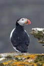 Puffin on Westray, Orkney Isles, Scotland
