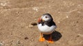 Atlantic puffin on the Wig of Skomer island