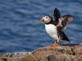 Puffin with Wings