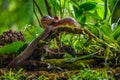 Puffing Snake - Phrynonax poecilonotus is a species of nonvenomous snake in the family Colubridae. Royalty Free Stock Photo