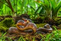 Puffing Snake - Phrynonax poecilonotus is a species of nonvenomous snake in the family Colubridae. Royalty Free Stock Photo
