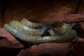 Puffing Snake, Pseustes poecilonotus, in dark habitat. Non venomous snake in the nature habitat. Poisonous animal from South Ameri