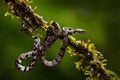 Puffing Snake, Pseustes poecilonotus, in dark habitat. Non venomous snake in the nature habitat. Poisonous animal from South Ameri