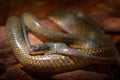 Puffing Snake, Pseustes poecilonotus, in dark habitat. Non venomous snake in the nature habitat. Poisonous animal from South